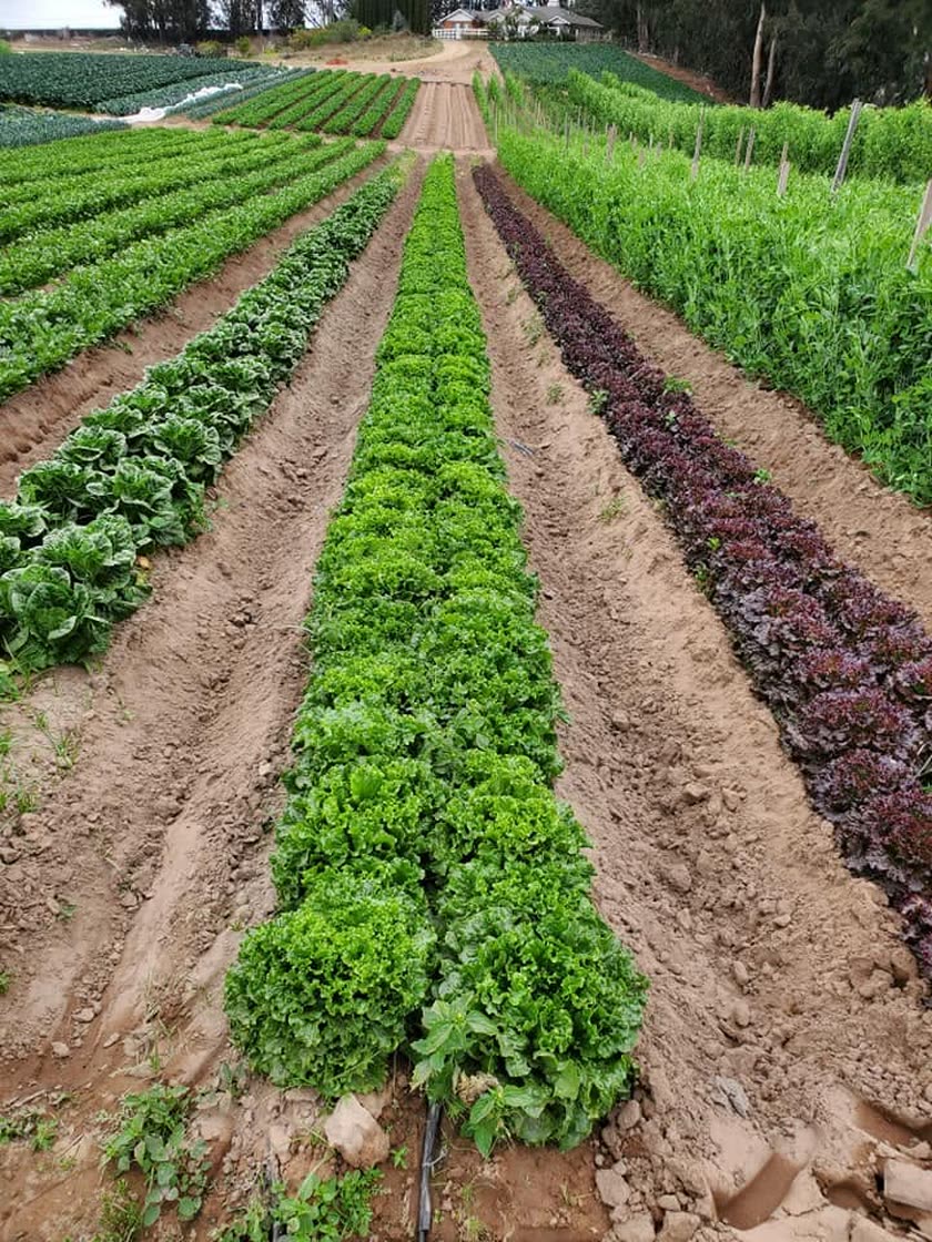 Rows of lettuce and leafy greens growing in the field