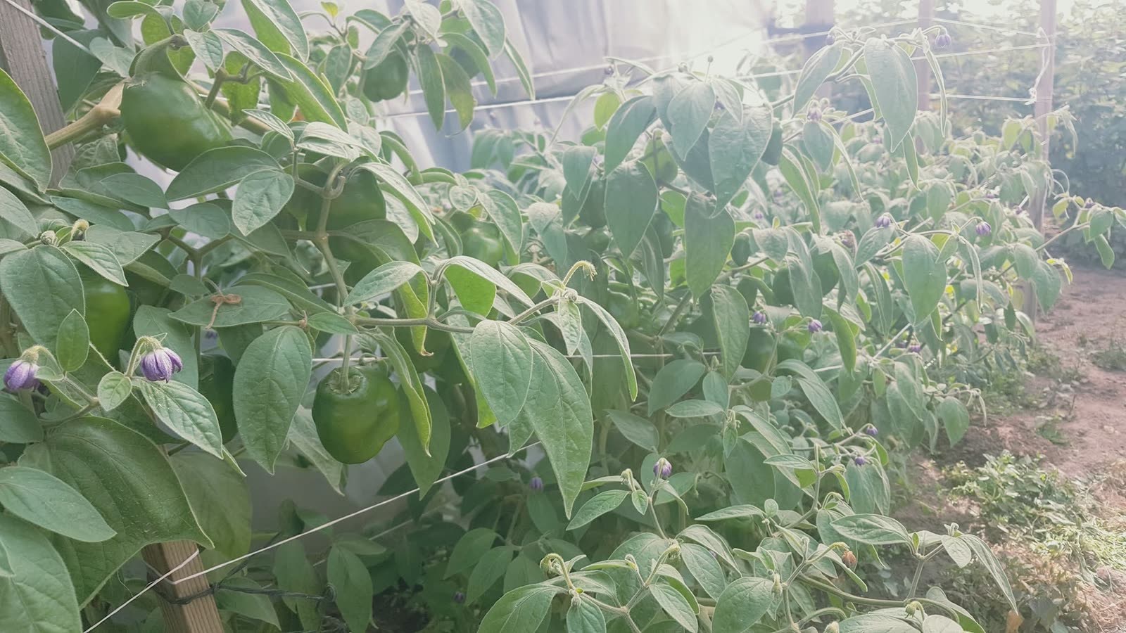 Bell pepper plants growing under cover